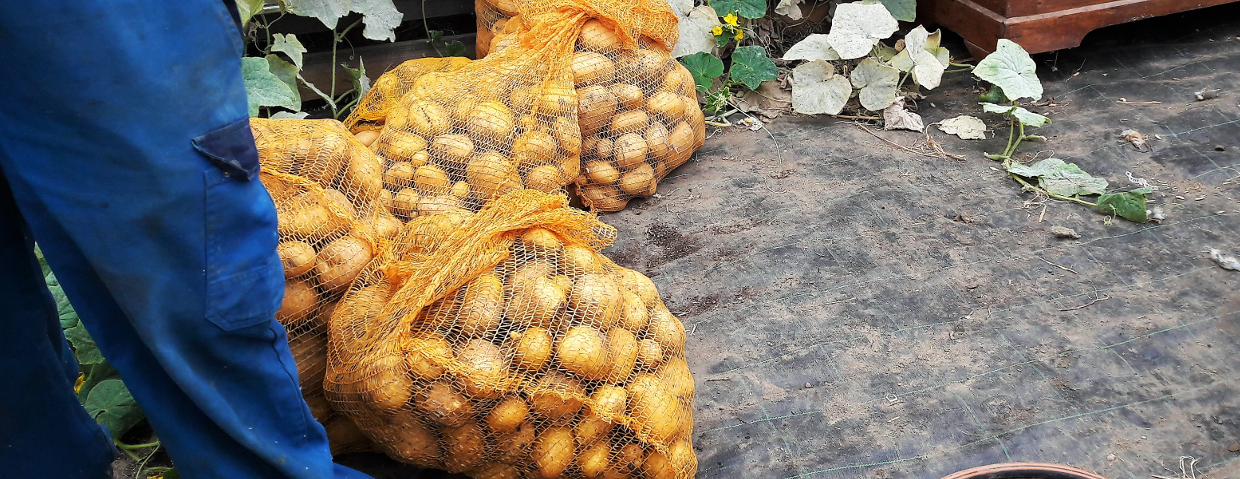 sac pommes de terre et Daniel